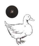 ダック（あひる）