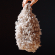 アイダーダック（原毛）